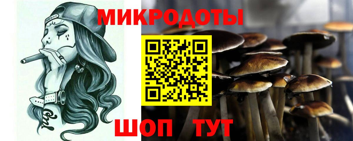 Псилоцибиновые грибы Psilocybe Каменка
